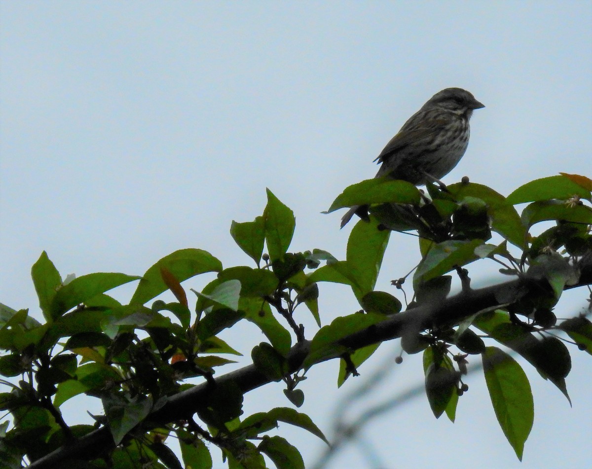 Song Sparrow - ML335674801