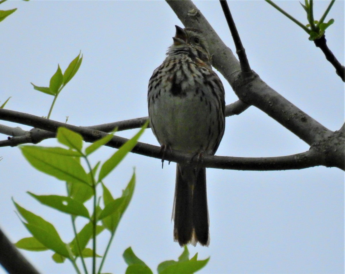 Song Sparrow - ML335674811