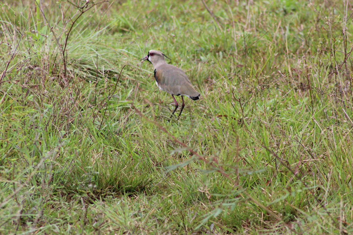 Double-striped Thick-knee - ML335674931