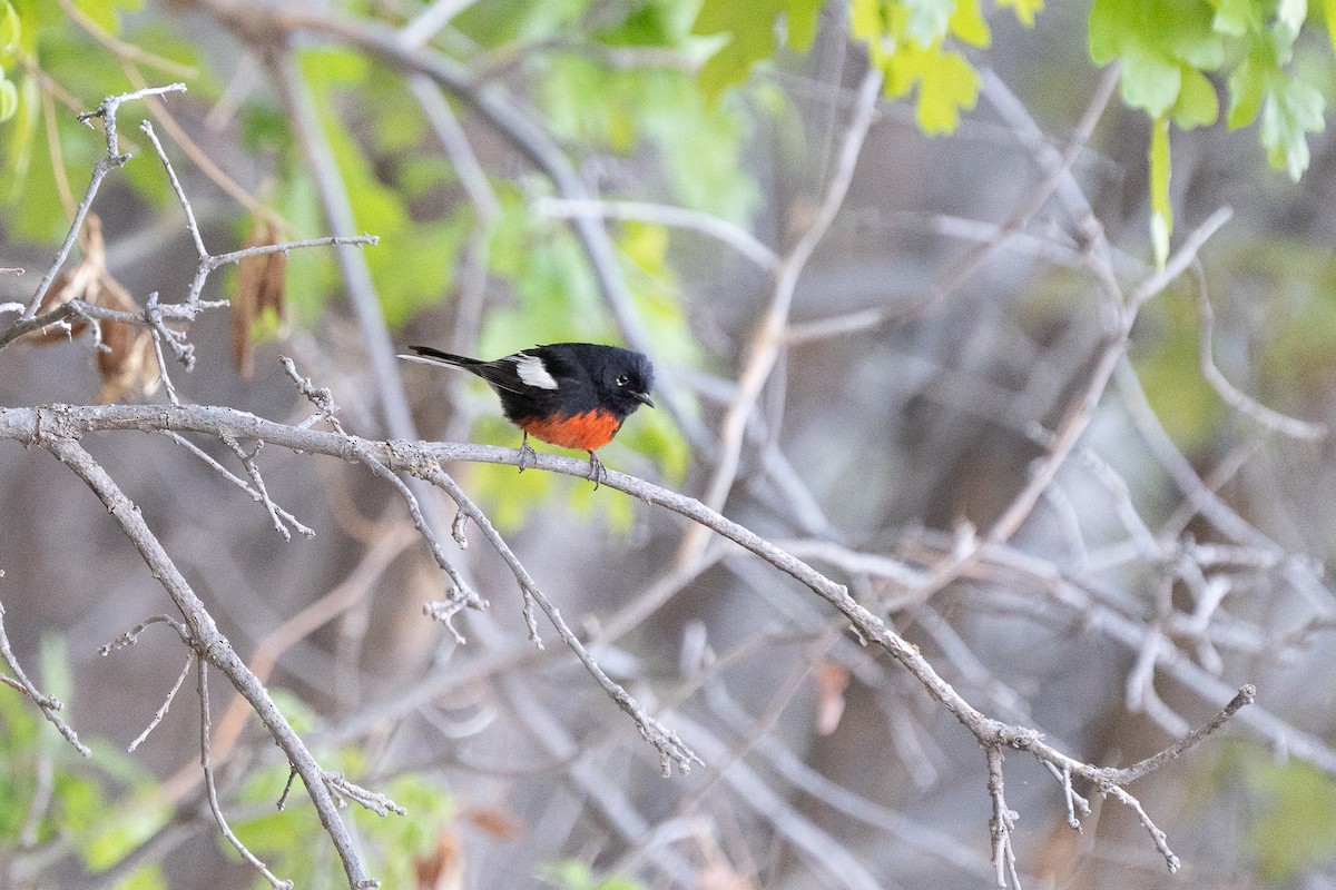 Painted Redstart - ML335676661