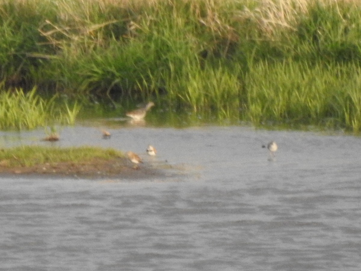 Greater Yellowlegs - ML335677651