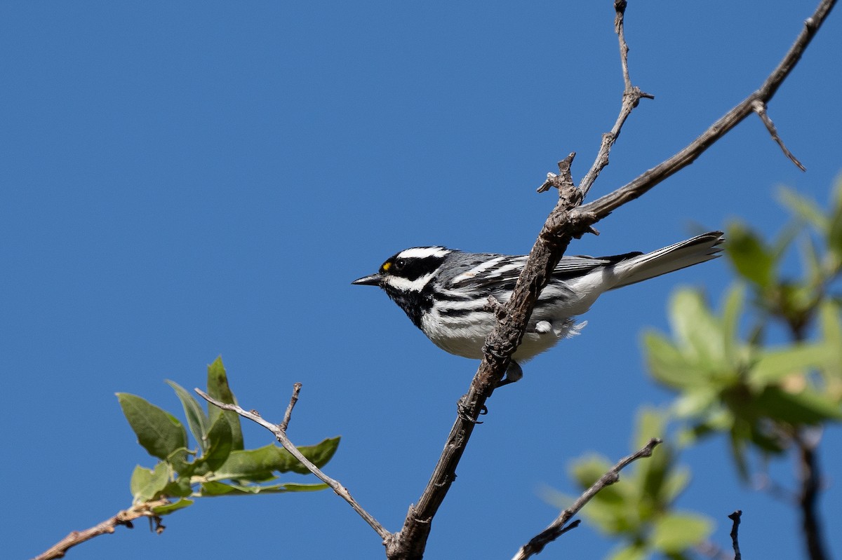 Black-throated Gray Warbler - ML335677741