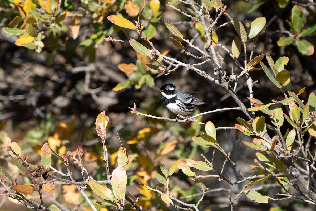 Black-throated Gray Warbler - ML335677801