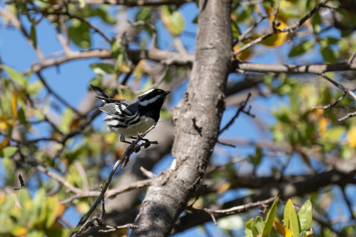 Black-throated Gray Warbler - ML335677831