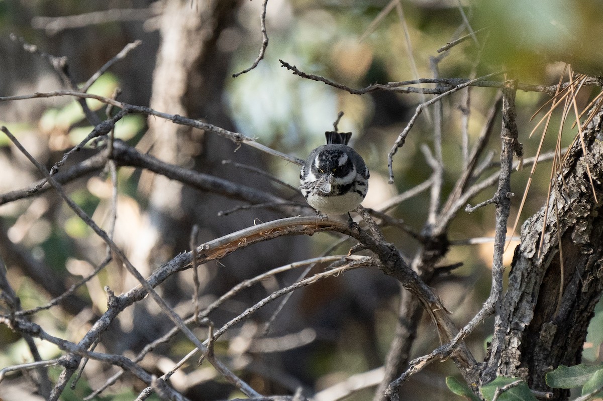 Black-throated Gray Warbler - ML335677881