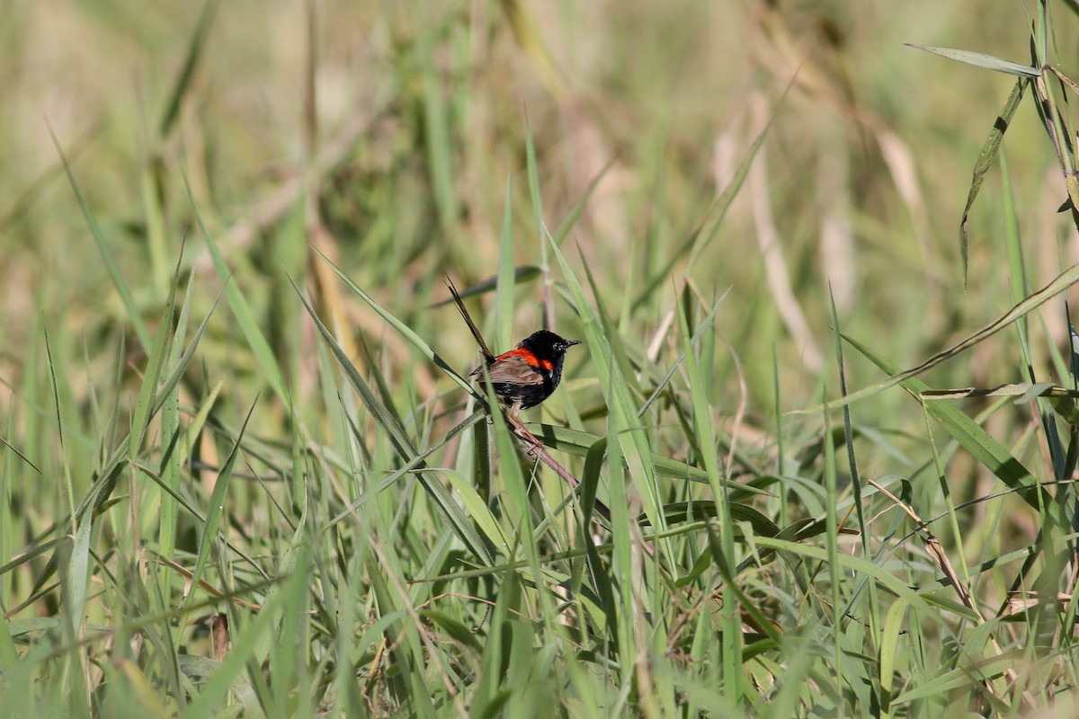 Red-backed Fairywren - ML33567791