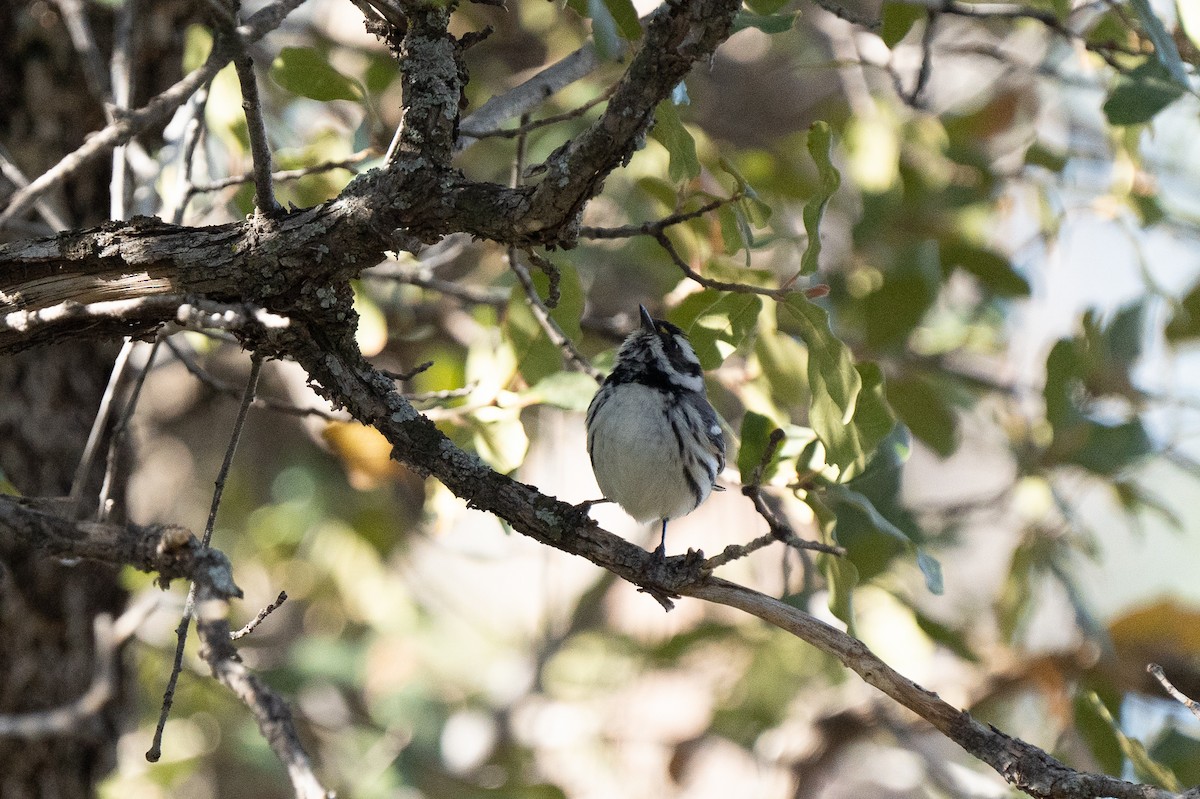 Black-throated Gray Warbler - ML335677931