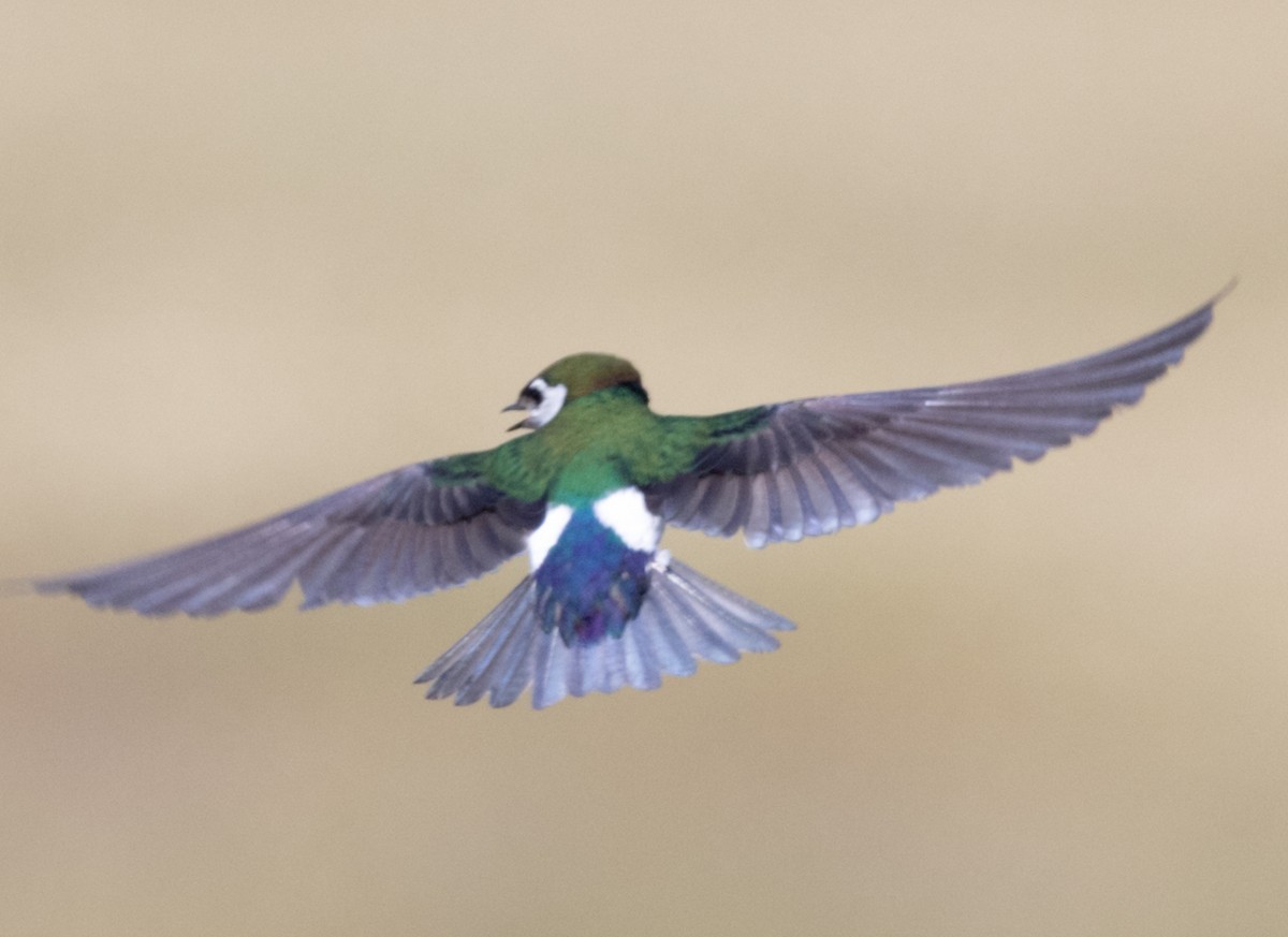 Violet-green Swallow - Christine Pechal