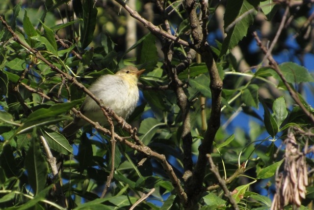 Melodious Warbler - ML33567851