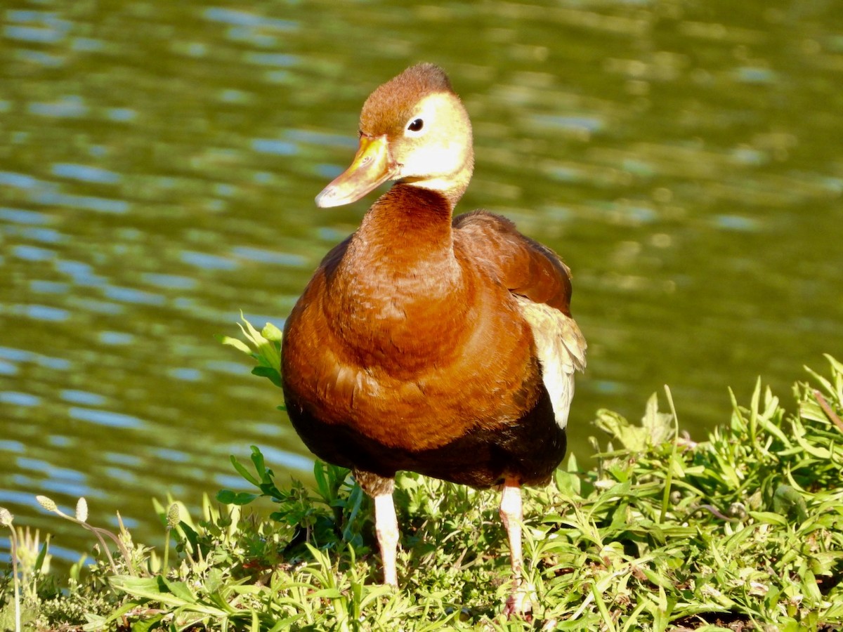 Dendrocygne à ventre noir - ML335678731