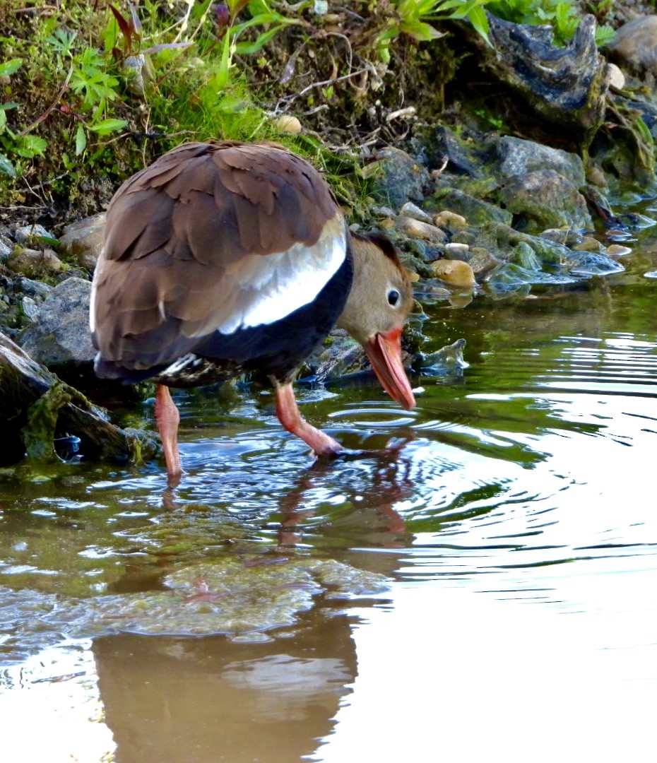 Dendrocygne à ventre noir - ML335678741