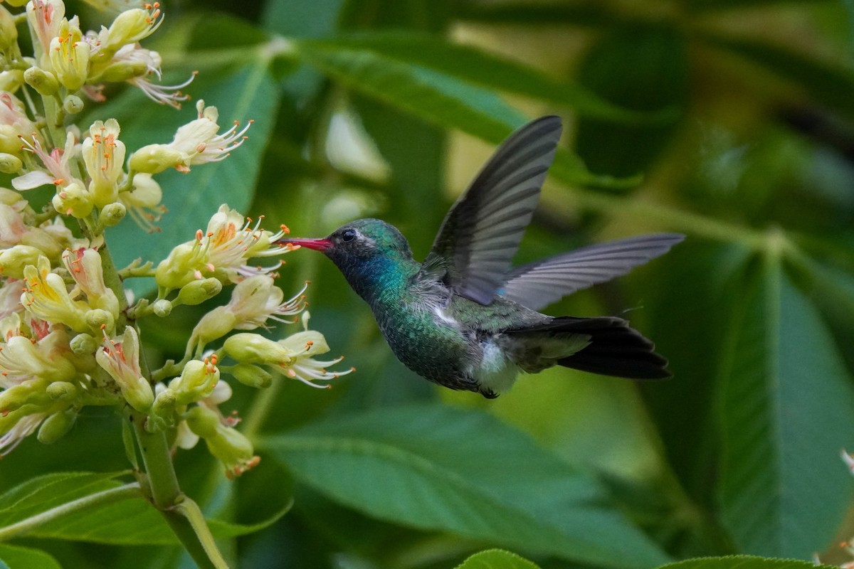 Broad-billed Hummingbird - ML335678841