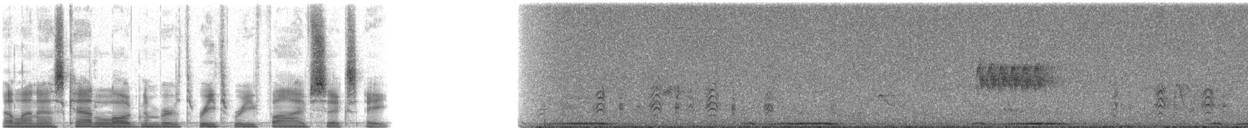 holub pruhoocasý [skupina fasciata] - ML33568