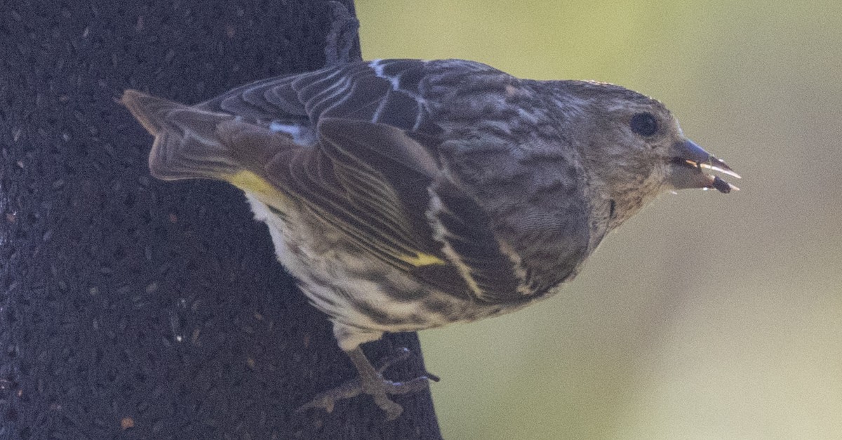 Pine Siskin - Christine Pechal