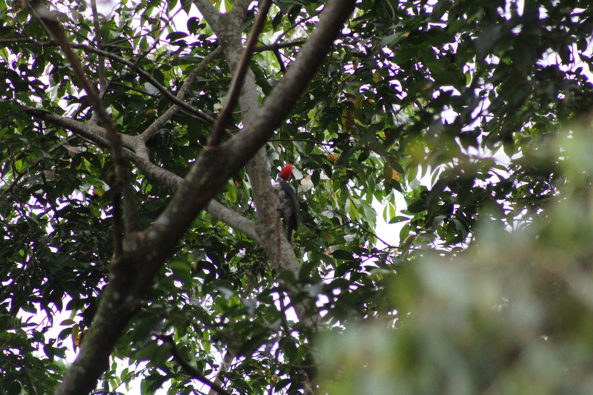 Red-crowned Woodpecker - ML335680221