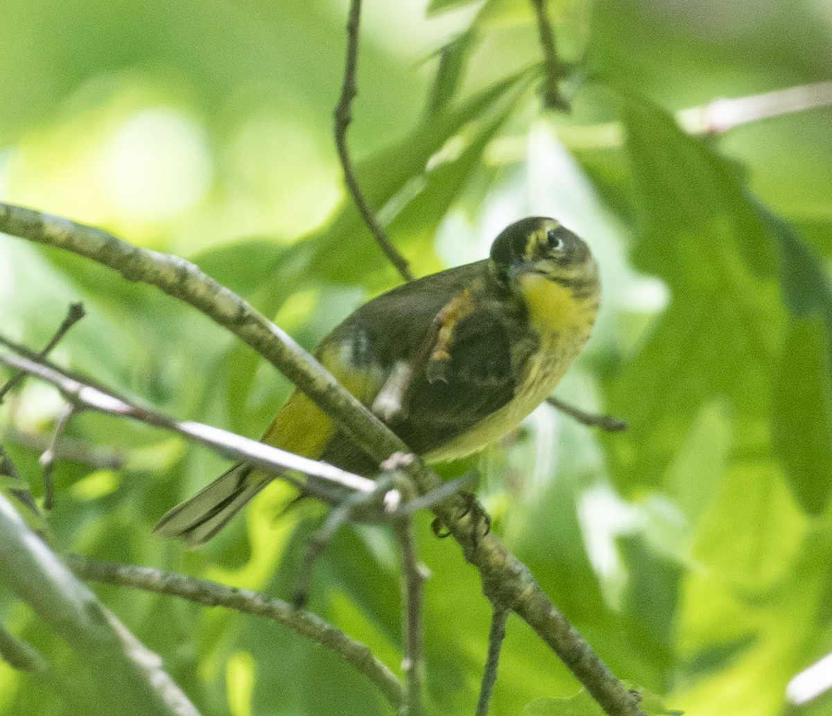 Palm Warbler - ML335682371