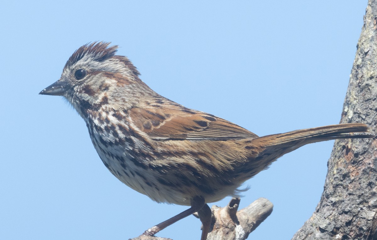 Song Sparrow - Christine Pechal