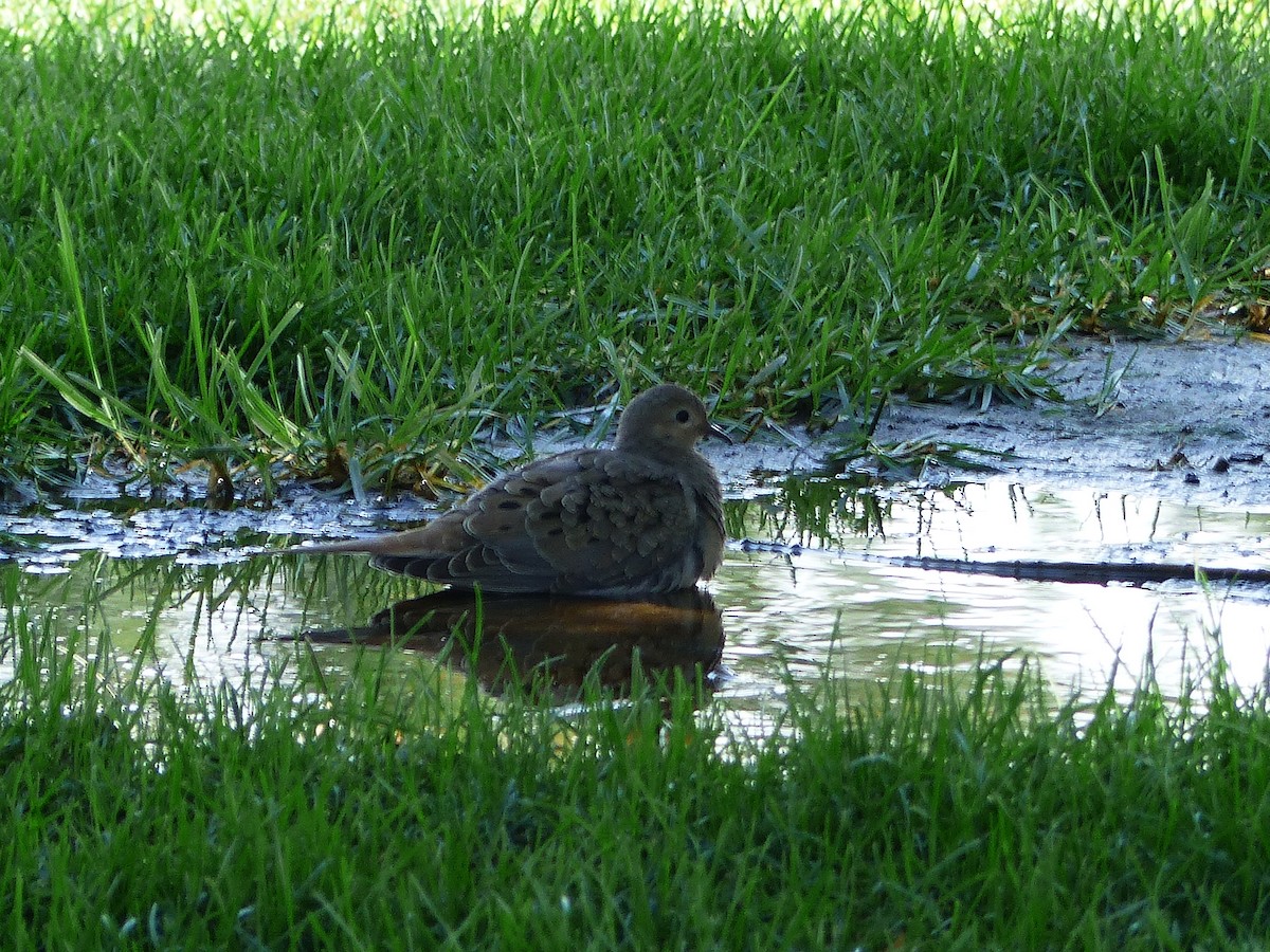 Mourning Dove - ML33568441