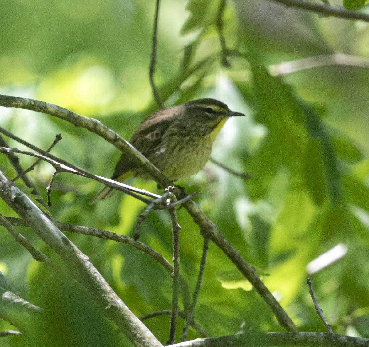 Palm Warbler - ML335684821