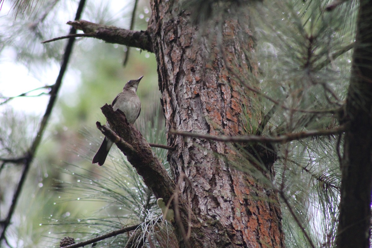 Black-billed Thrush - ML335685431