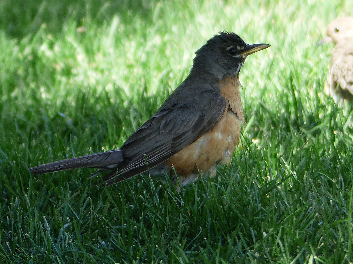 American Robin - ML33568551