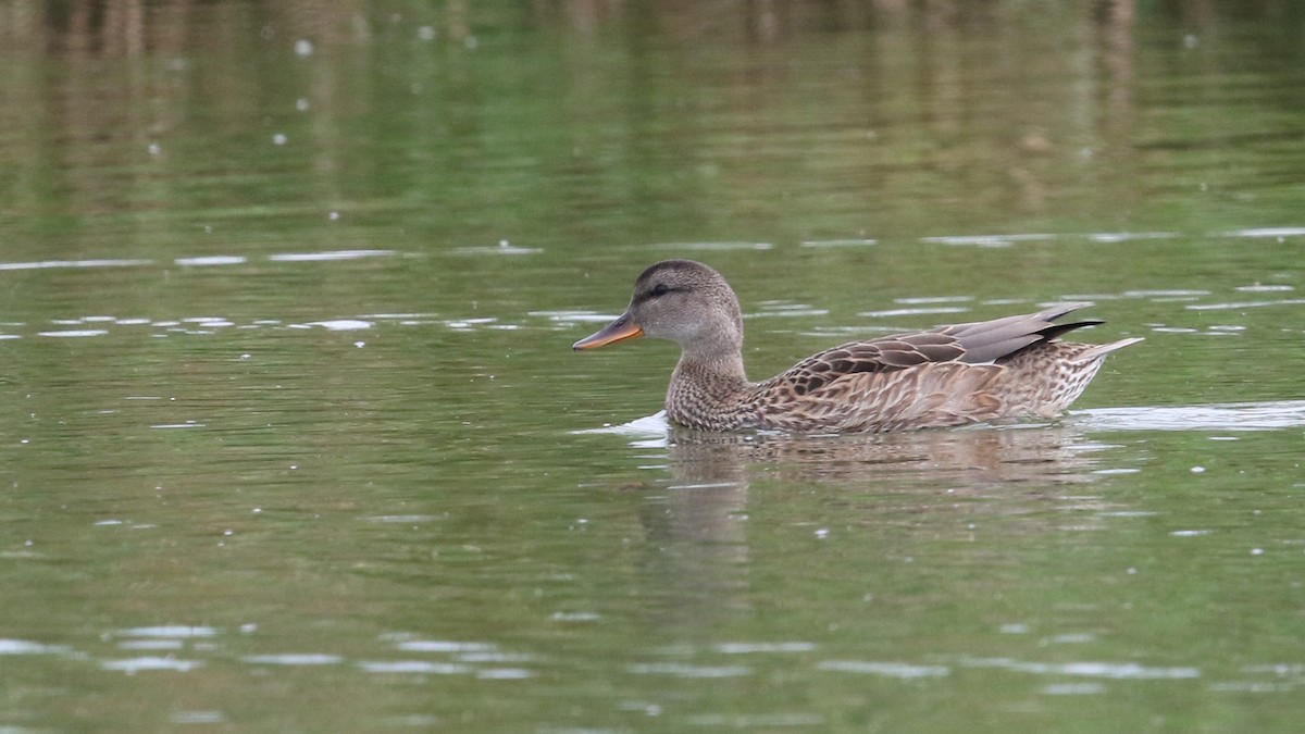 Gadwall - ML33568601