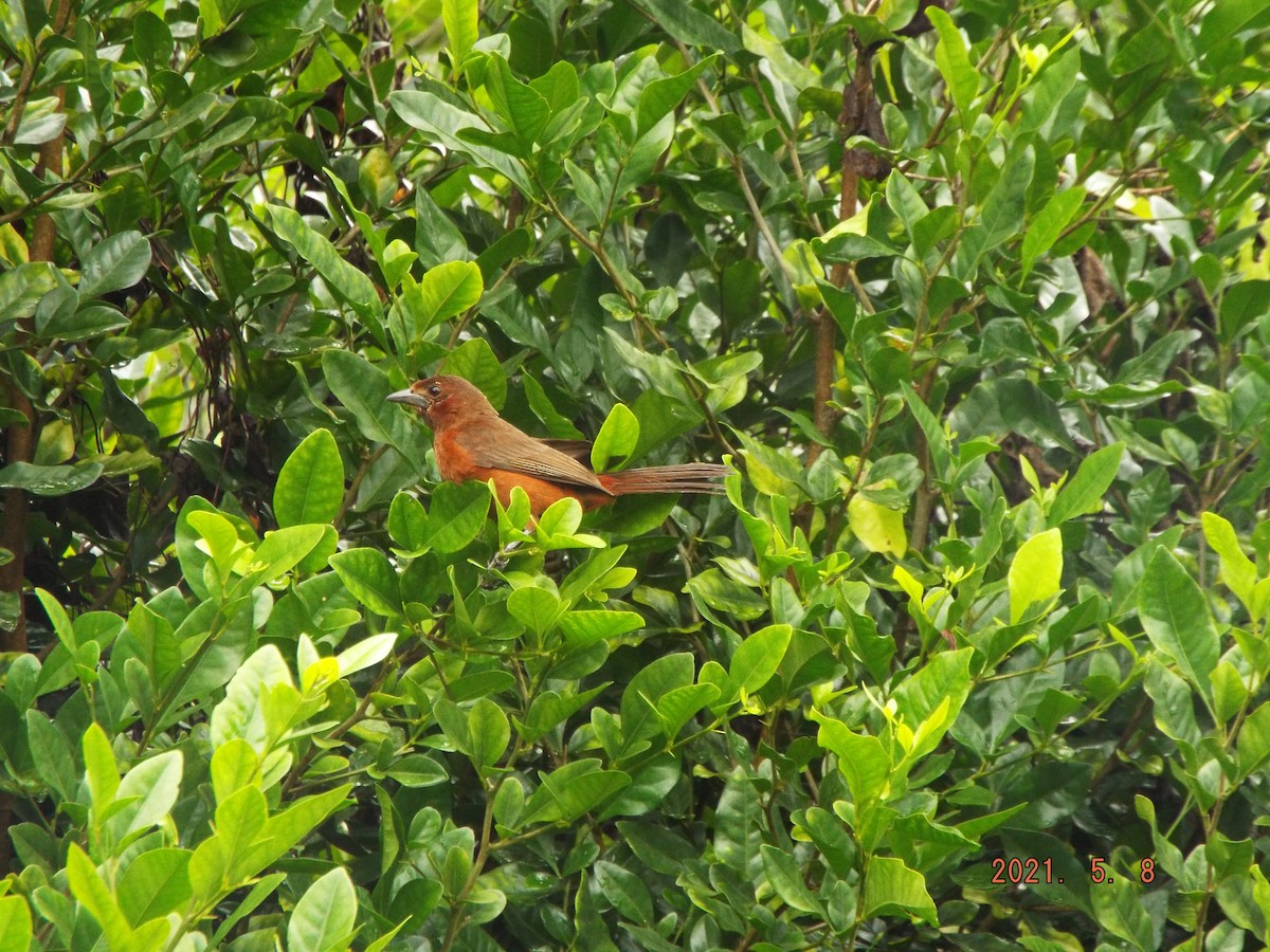 Crimson-backed Tanager - ML335686151