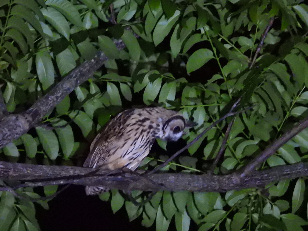 Striped Owl - ML335687631