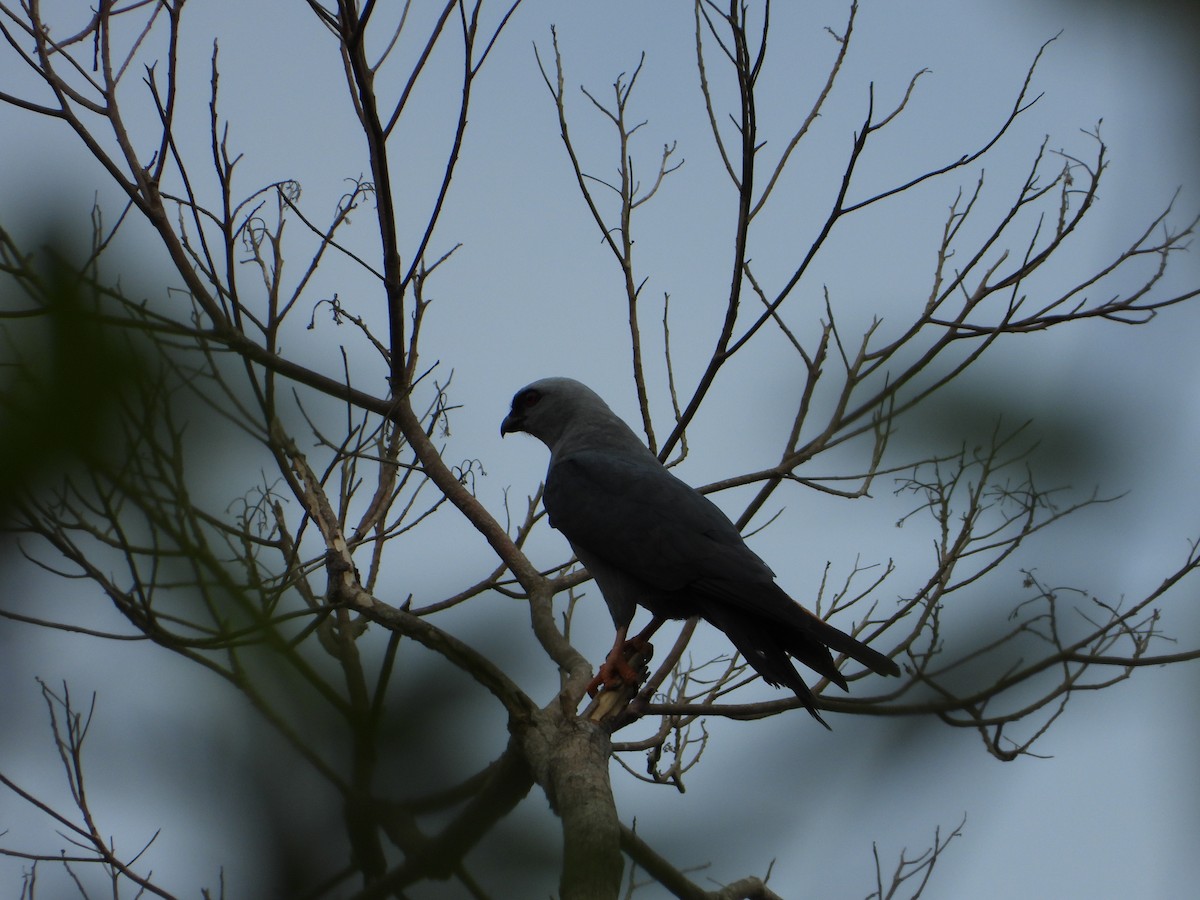 Plumbeous Kite - ML335687711