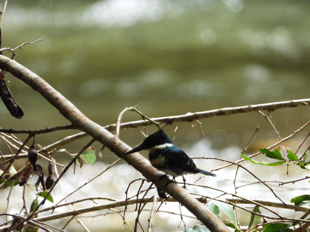 Green Kingfisher - ML335687721