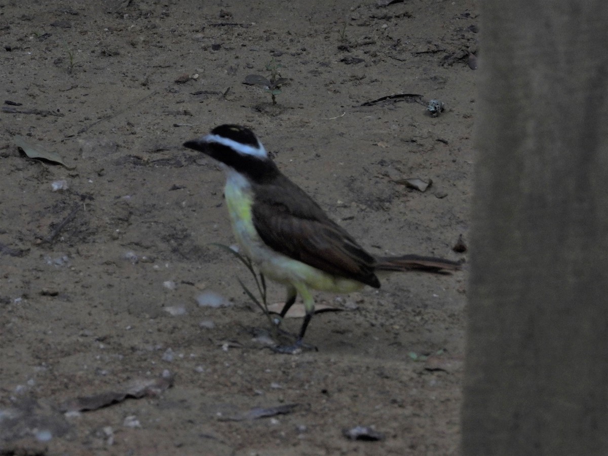 Great Kiskadee - ML335687771
