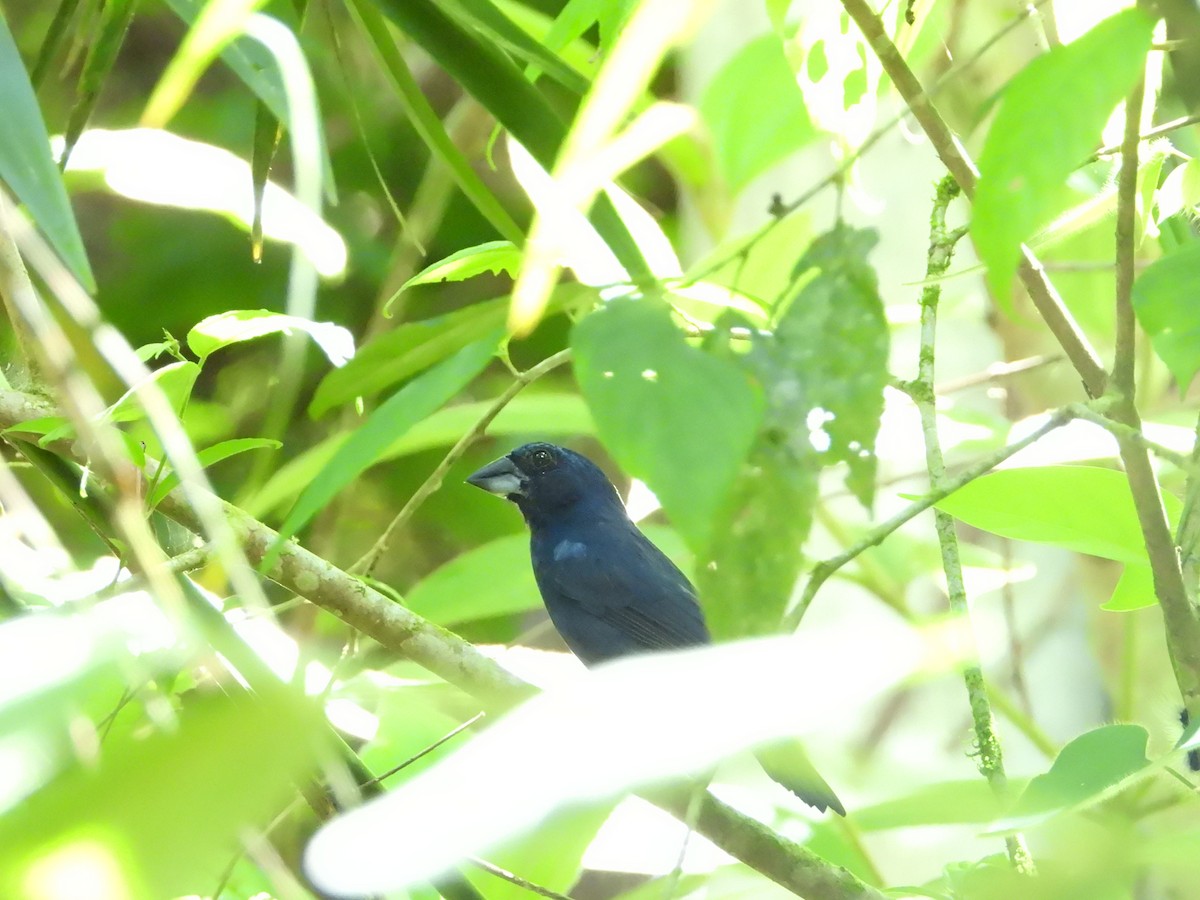 Blue-black Grosbeak - ML335688181