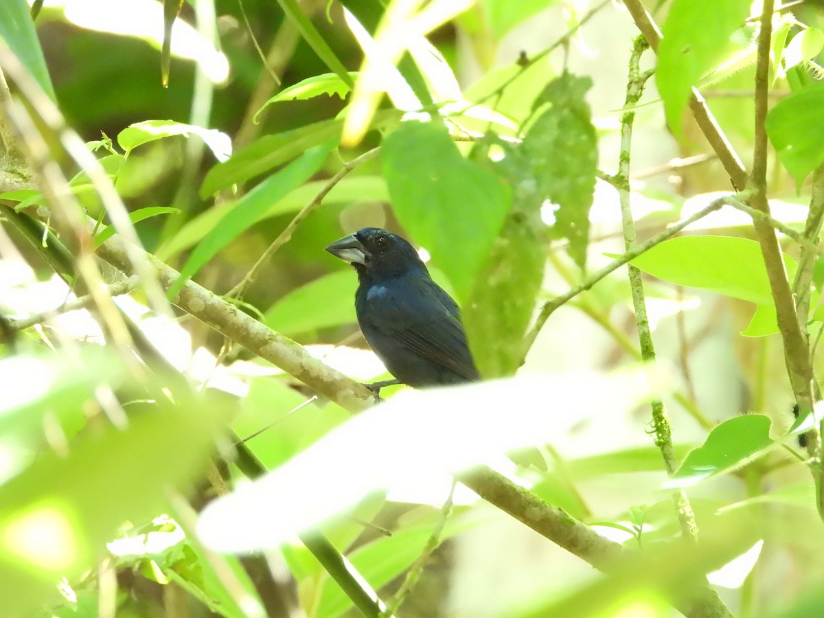 Blue-black Grosbeak - ML335688191