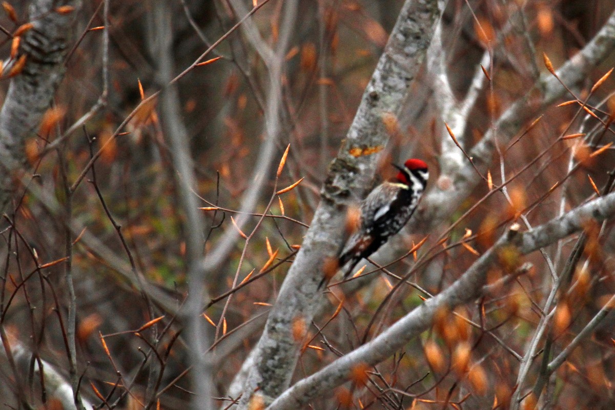 Yellow-bellied Sapsucker - steve b