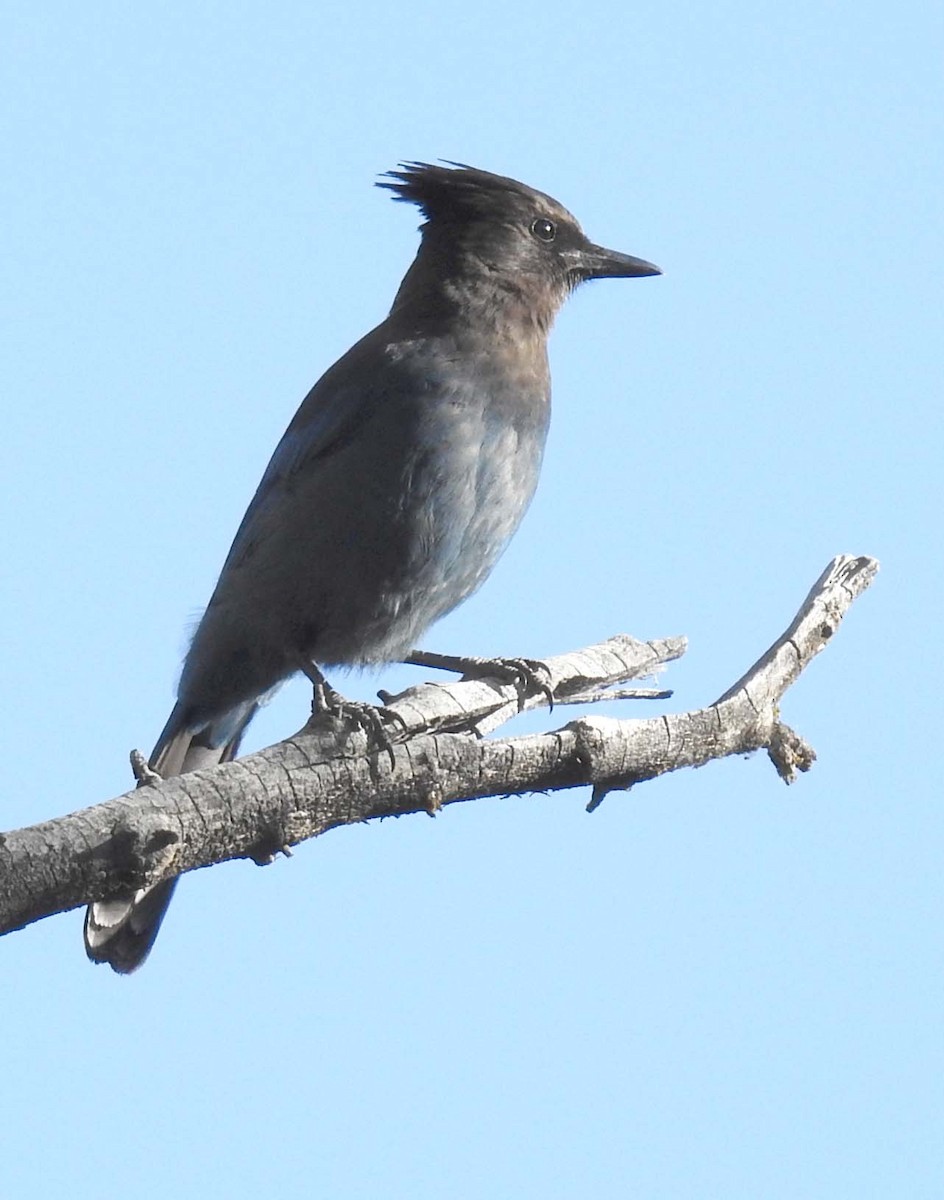 Steller's Jay - ML335688461