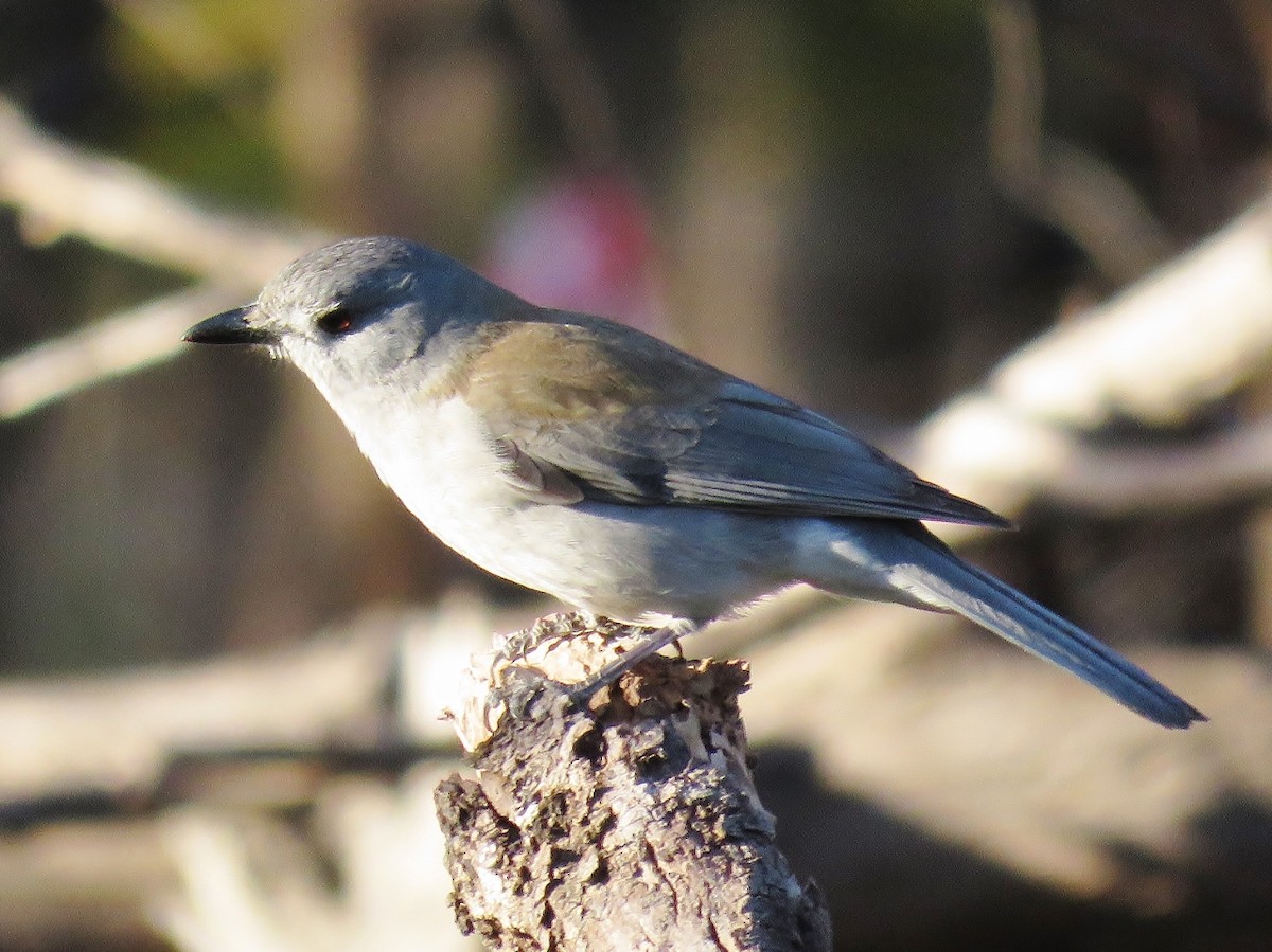 Gray Shrikethrush - ML33568851