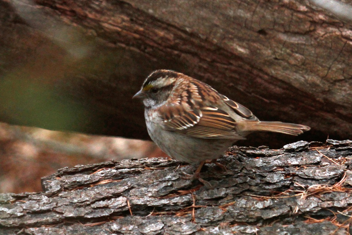 White-throated Sparrow - steve b