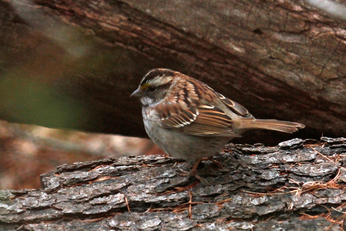 White-throated Sparrow - ML335688611