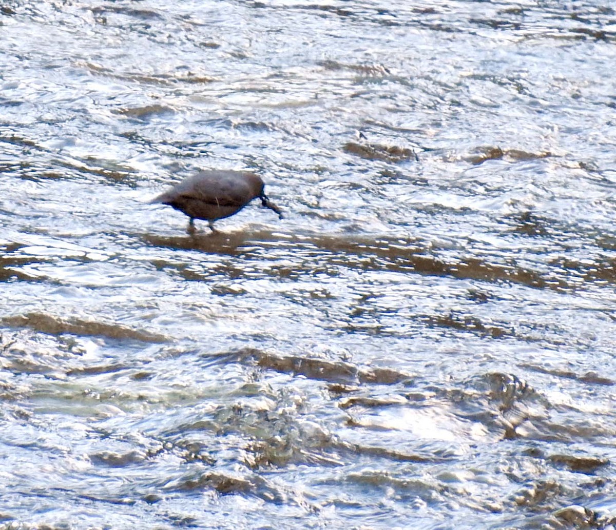 American Dipper - ML335689211