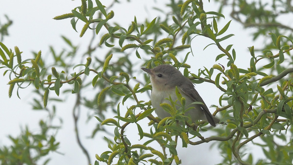 Ötücü Vireo - ML335689651