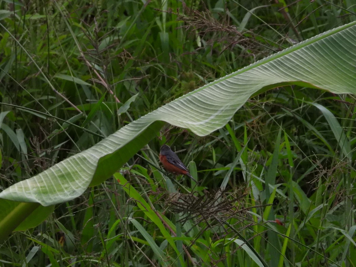 Ruddy-breasted Seedeater - ML335690111