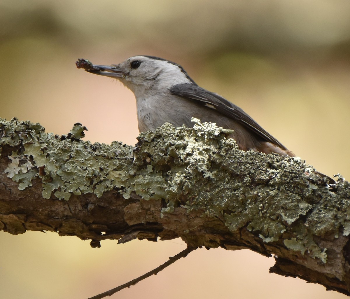 White-breasted Nuthatch - ML335691581