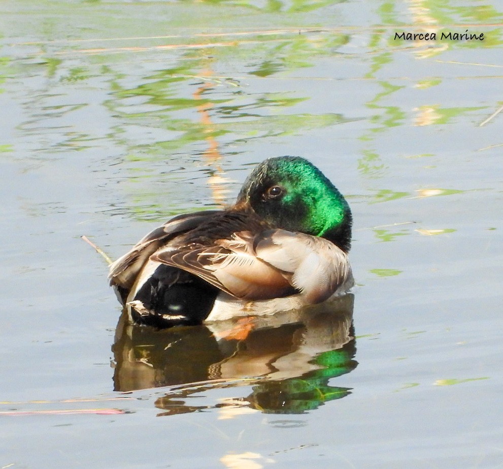 Mallard - Marcea Marine