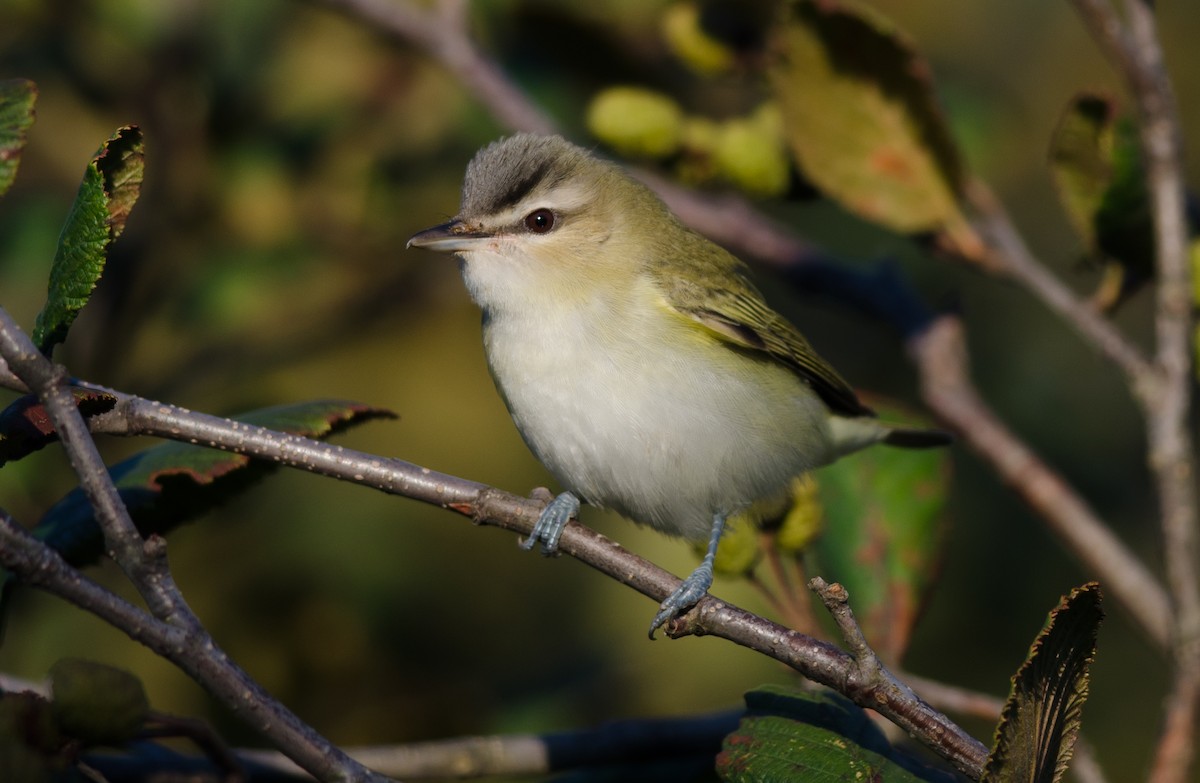 Red-eyed Vireo - Alix d'Entremont