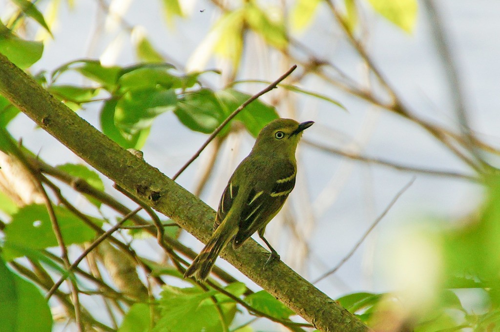 Ak Gözlü Vireo - ML335694991