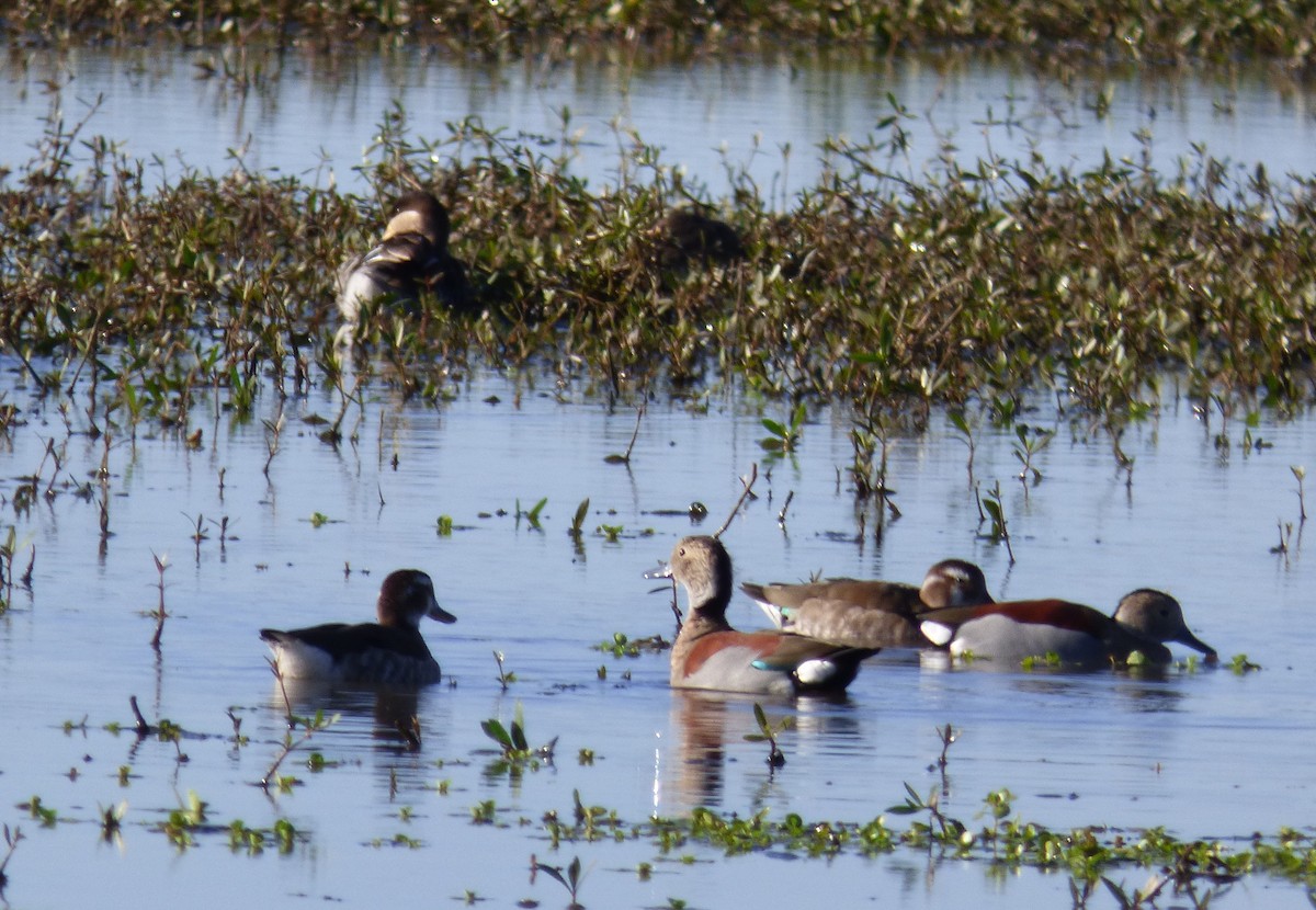 Ringed Teal - ML335695701