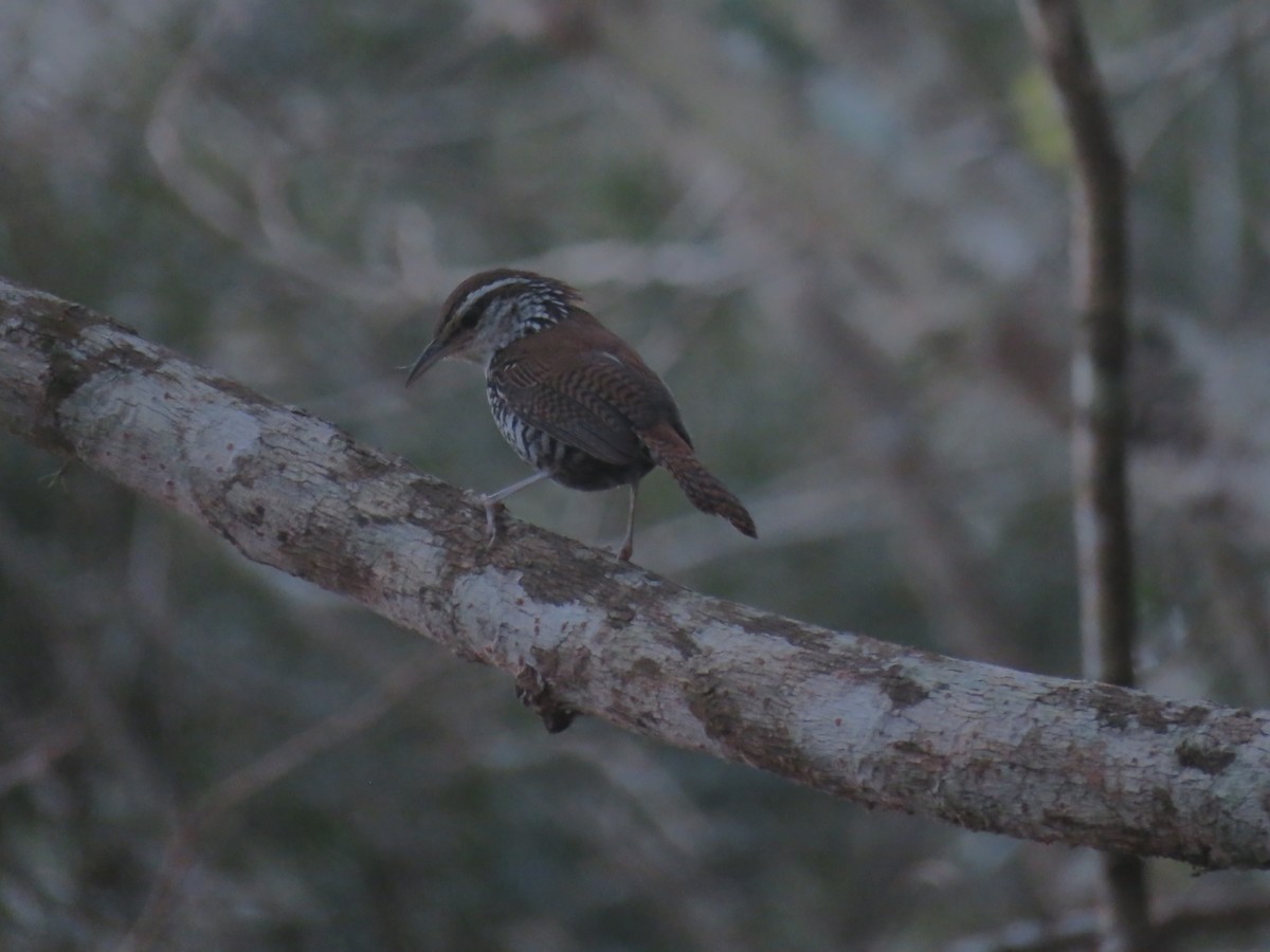 Banded Wren - Hebert Cruz