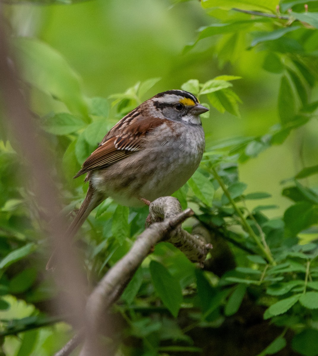 White-throated Sparrow - ML335698631