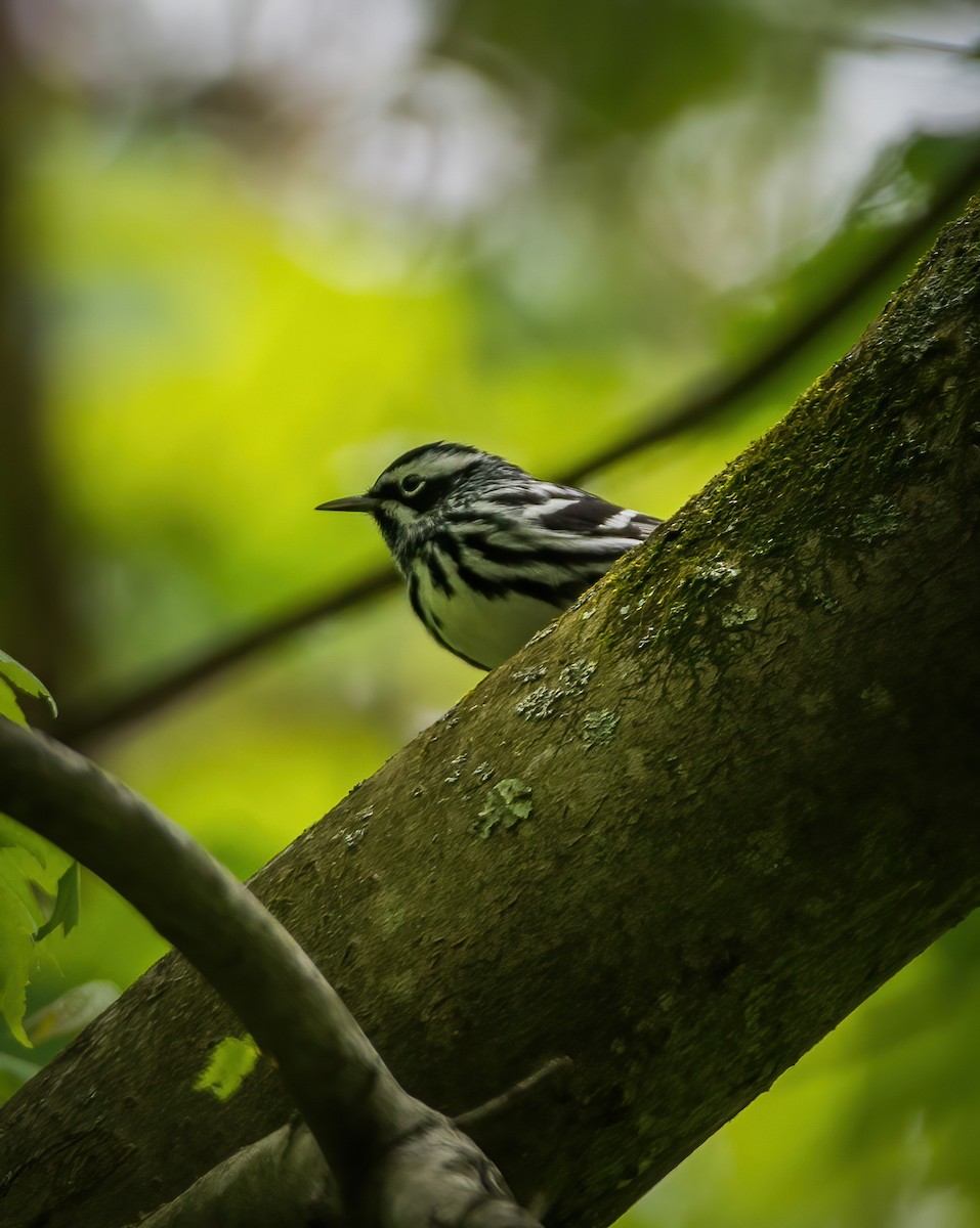 Black-and-white Warbler - ML335698801