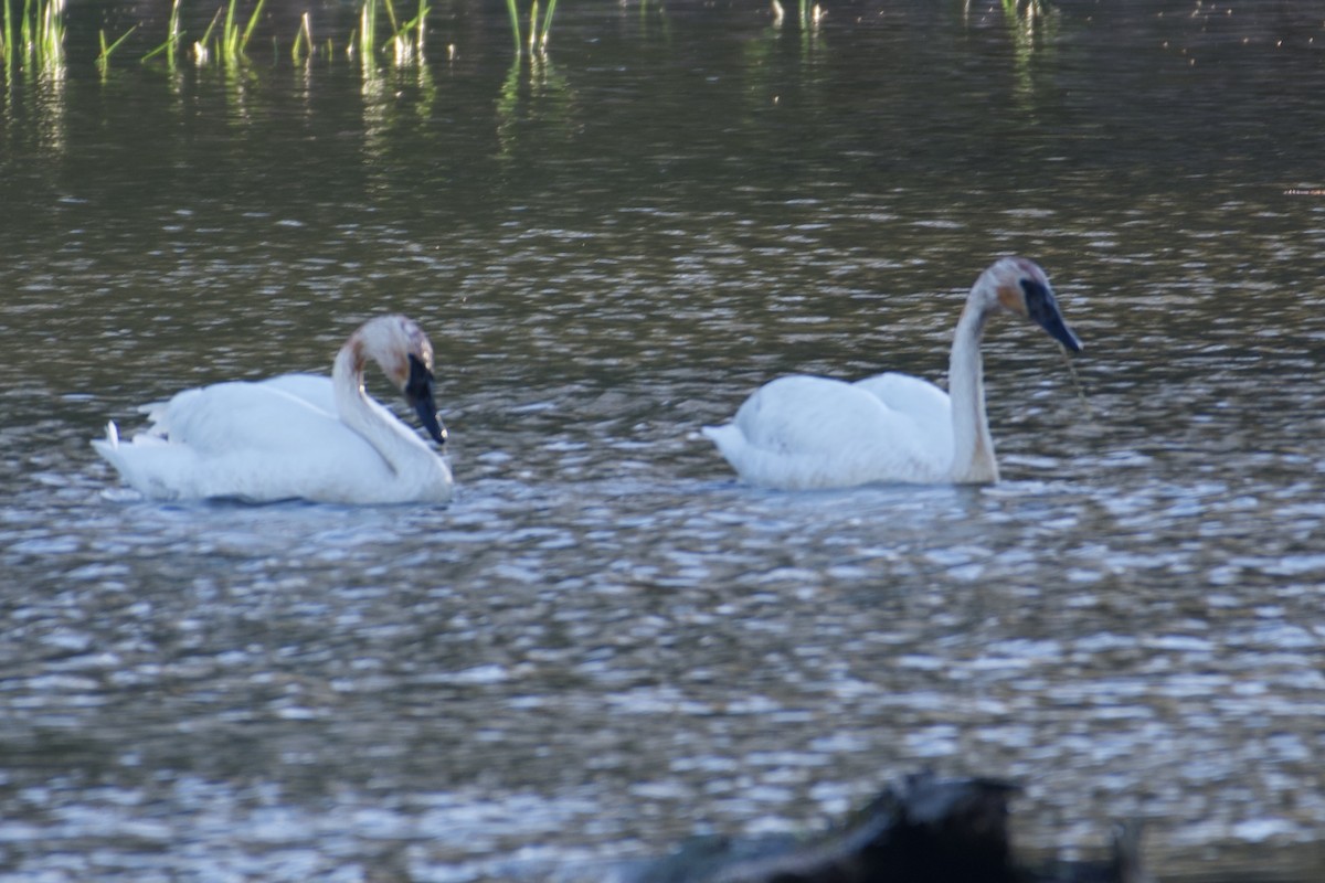 Trumpeter Swan - ML335699681